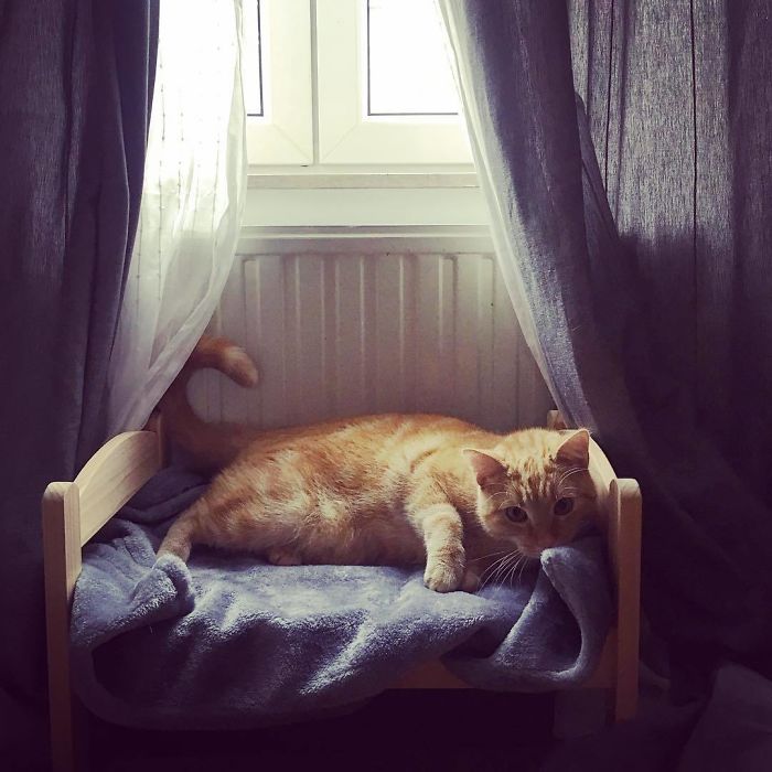 people-are-buying-ikea-s-doll-beds-for-their-cats-and-these-photos-prove-it-s-the-purrfect-solution-03