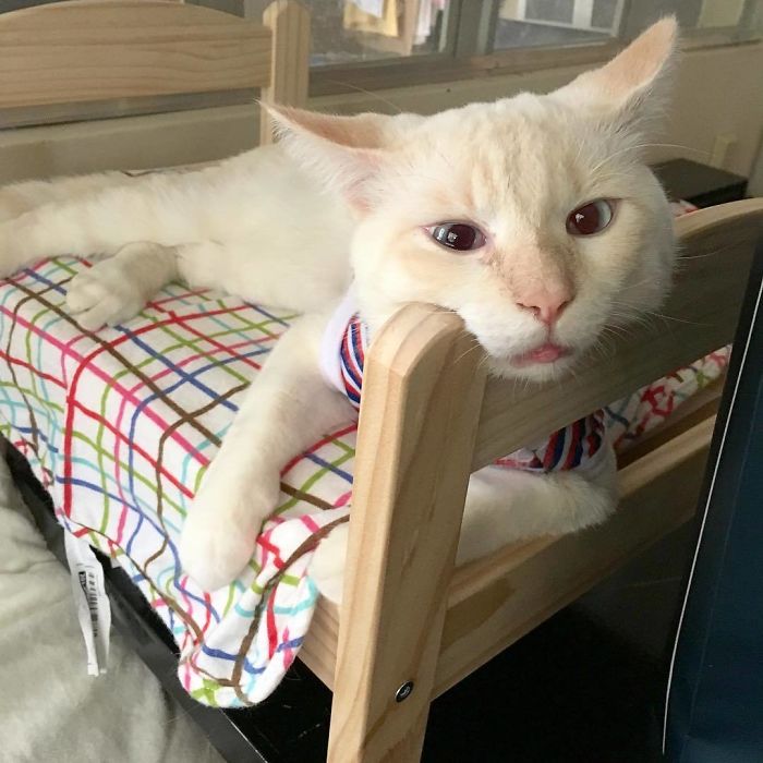 people-are-buying-ikea-s-doll-beds-for-their-cats-and-these-photos-prove-it-s-the-purrfect-solution-04