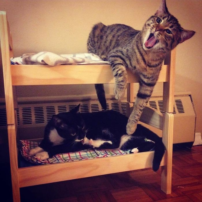 people-are-buying-ikea-s-doll-beds-for-their-cats-and-these-photos-prove-it-s-the-purrfect-solution-06