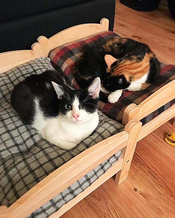 people-are-buying-ikea-s-doll-beds-for-their-cats-and-these-photos-prove-it-s-the-purrfect-solution-07