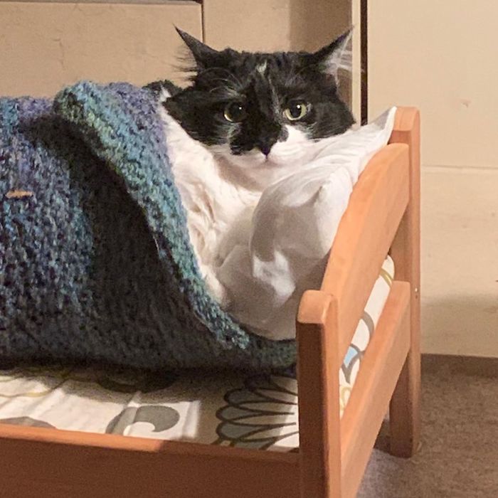 people-are-buying-ikea-s-doll-beds-for-their-cats-and-these-photos-prove-it-s-the-purrfect-solution-08