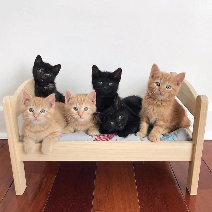people-are-buying-ikea-s-doll-beds-for-their-cats-and-these-photos-prove-it-s-the-purrfect-solution-10