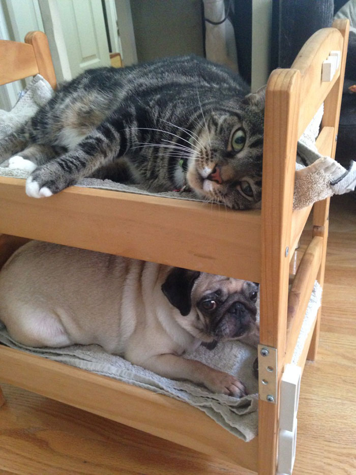 people-are-buying-ikea-s-doll-beds-for-their-cats-and-these-photos-prove-it-s-the-purrfect-solution-12