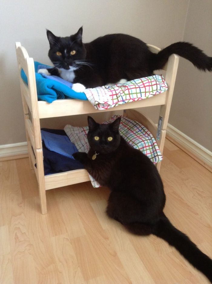 people-are-buying-ikea-s-doll-beds-for-their-cats-and-these-photos-prove-it-s-the-purrfect-solution-13