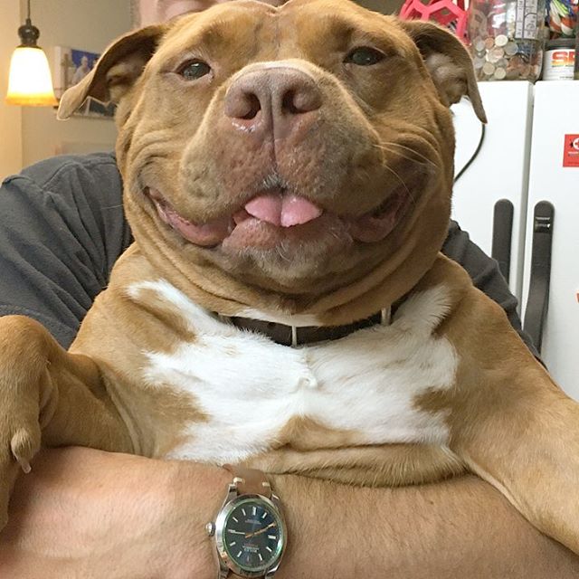 Rescue Dog Can't Stop Smiling After Being Saved, Helps Couple Find Love