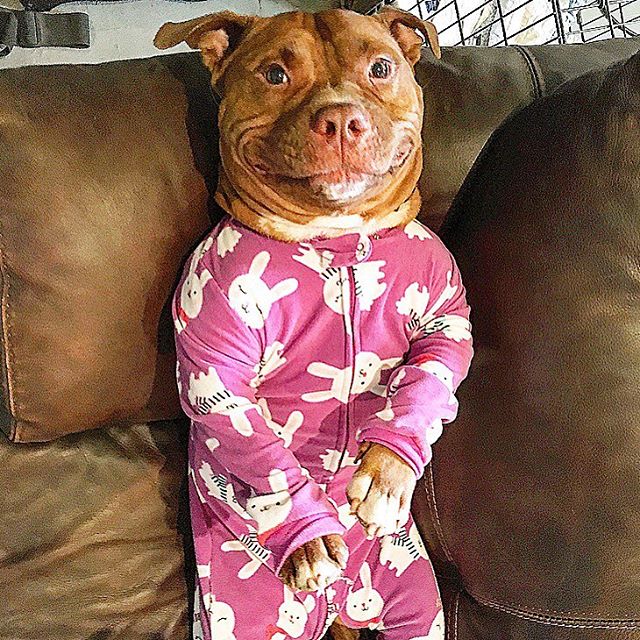 Rescue Dog Can't Stop Smiling After Being Saved, Helps Couple Find Love