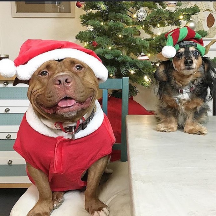 Rescue Dog Can't Stop Smiling After Being Saved, Helps Couple Find Love