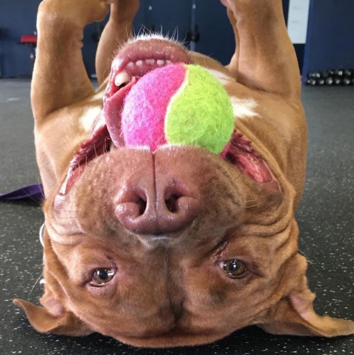 Rescue Dog Can't Stop Smiling After Being Saved, Helps Couple Find Love