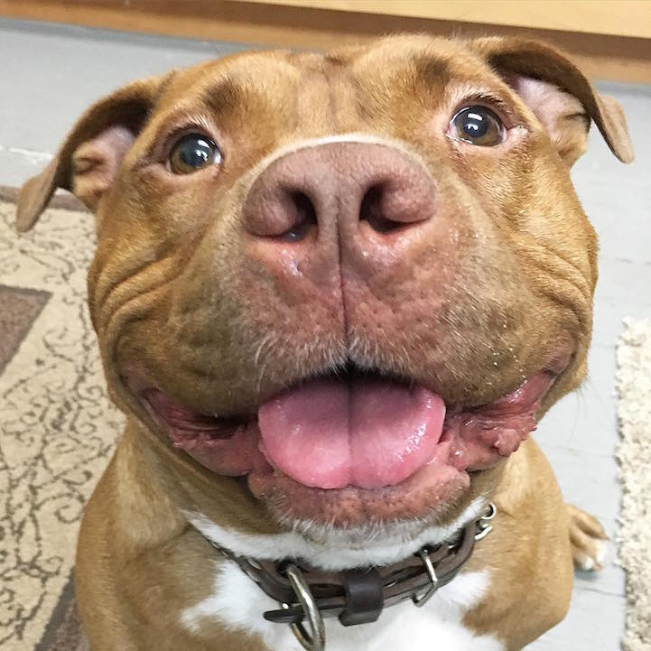 Rescue Dog Can't Stop Smiling After Being Saved, Helps Couple Find Love