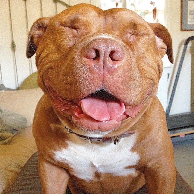 Rescue Dog Can't Stop Smiling After Being Saved, Helps Couple Find Love