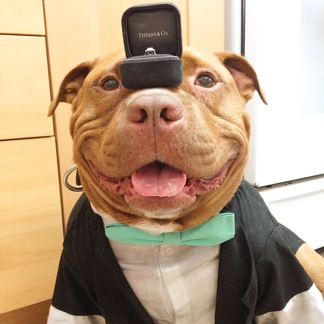 Rescue Dog Can't Stop Smiling After Being Saved, Helps Couple Find Love