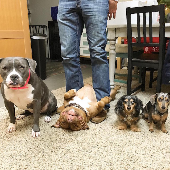 Rescue Dog Can't Stop Smiling After Being Saved, Helps Couple Find Love