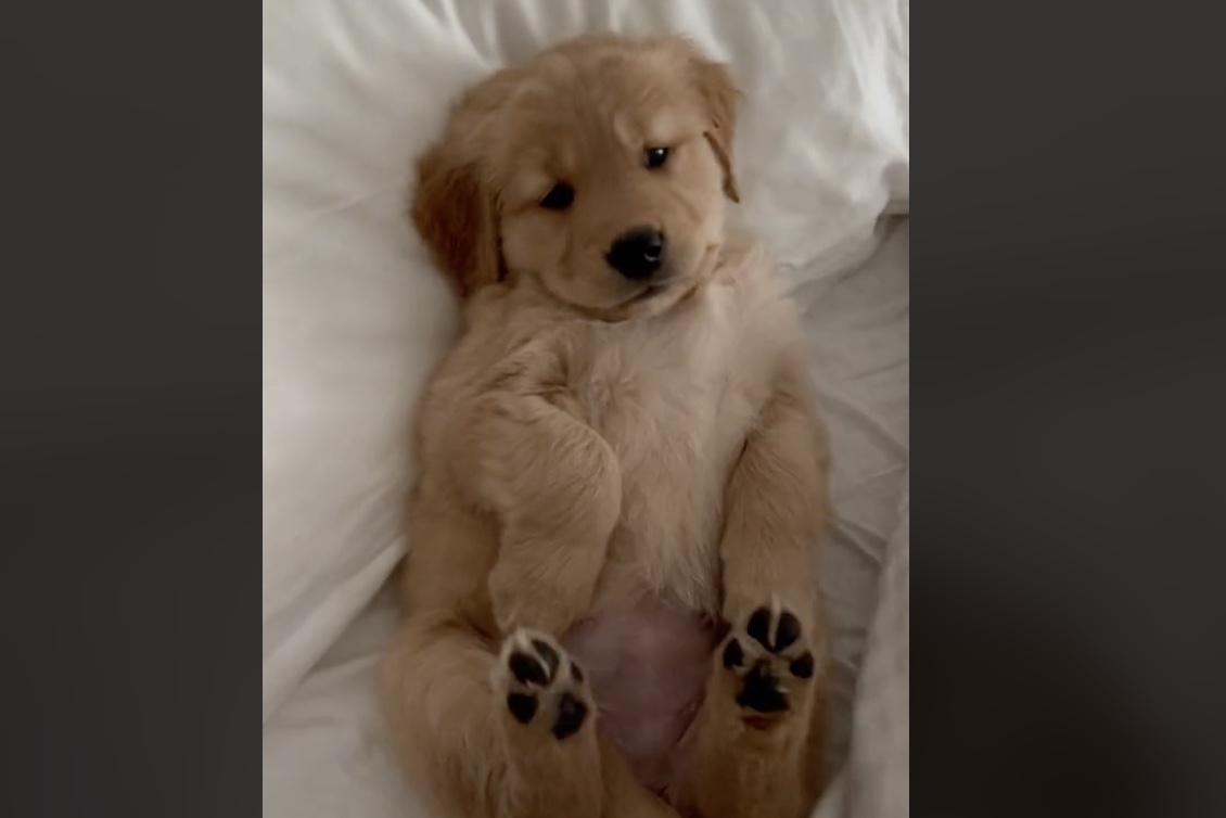 Golden retriever puppy refusing to get out of bed is the cutest thing