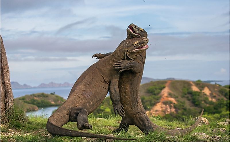8 Interesting Facts About Komodo Dragons - WorldAtlas