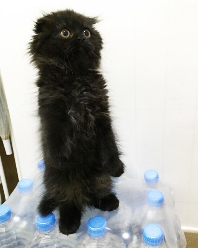 This is Gimo, The Cat With Unbelievably Cute Big Eyes The Internet Has Fallen In Love With