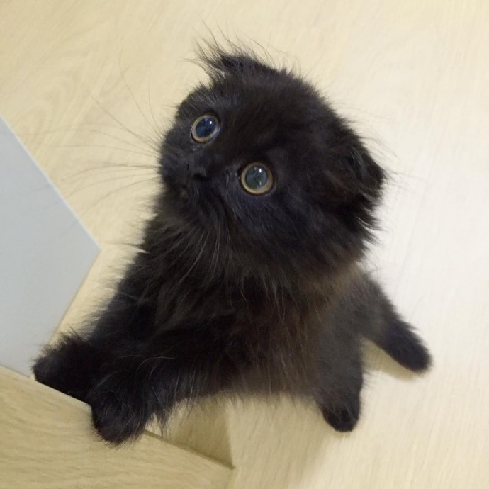 This is Gimo, The Cat With Unbelievably Cute Big Eyes The Internet Has Fallen In Love With