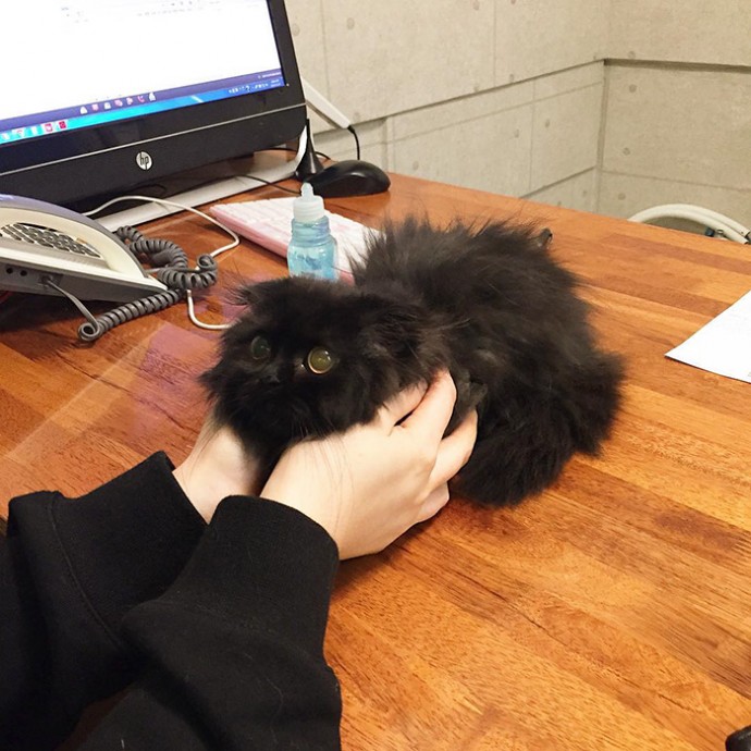 This is Gimo, The Cat With Unbelievably Cute Big Eyes The Internet Has Fallen In Love With