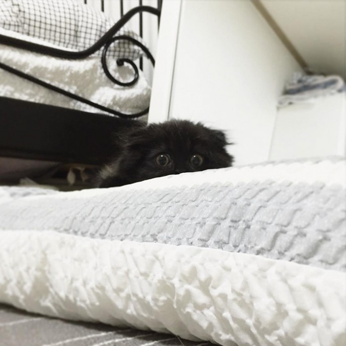 This is Gimo, The Cat With Unbelievably Cute Big Eyes The Internet Has Fallen In Love With
