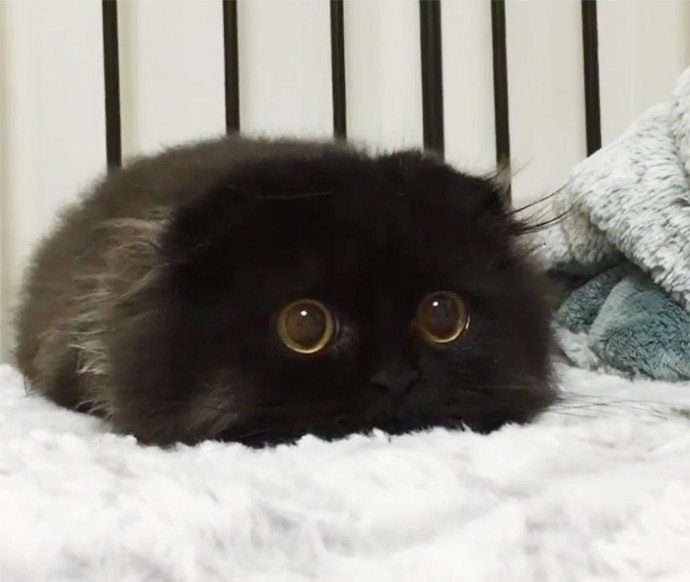 This is Gimo, The Cat With Unbelievably Cute Big Eyes The Internet Has Fallen In Love With