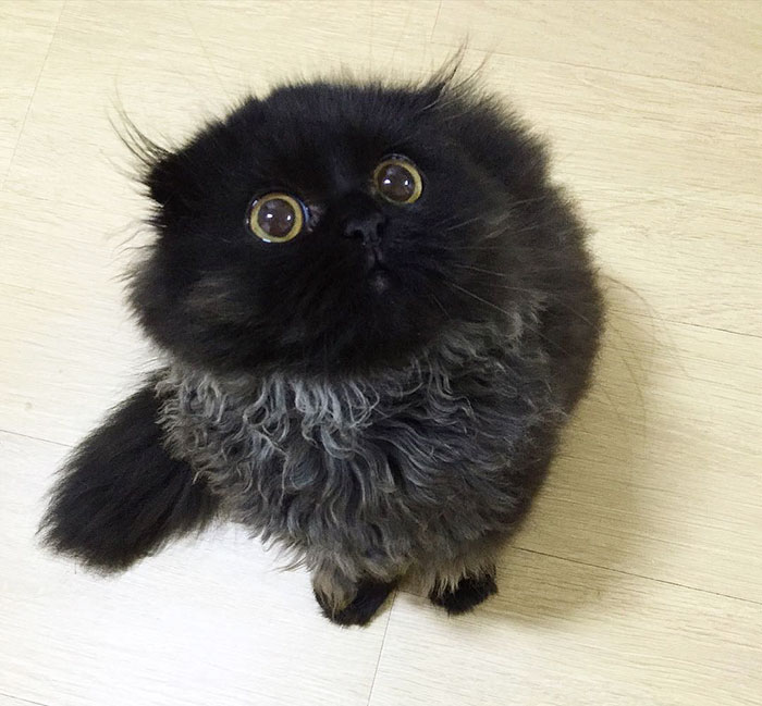 This is Gimo, The Cat With Unbelievably Cute Big Eyes The Internet Has Fallen In Love With