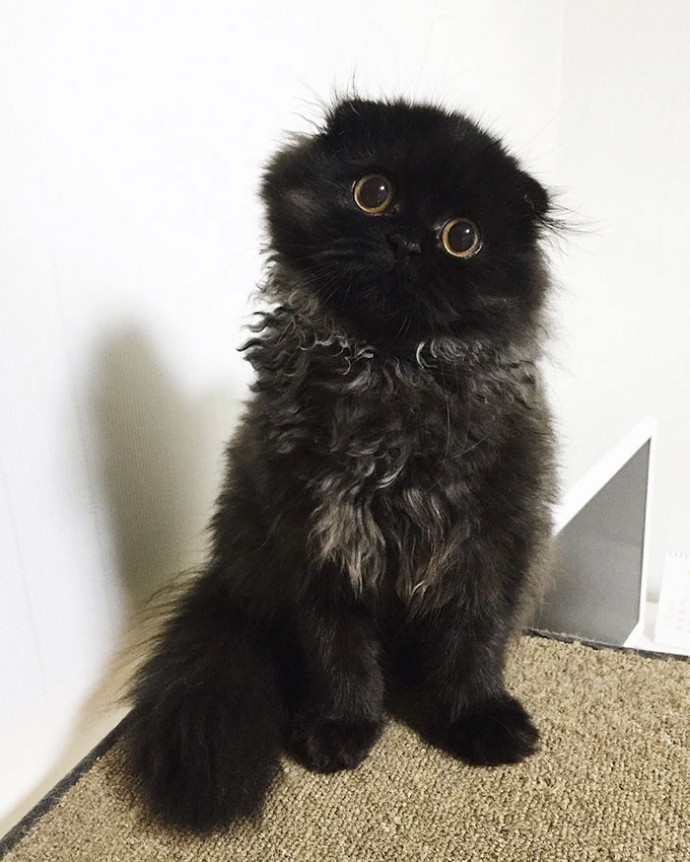 This is Gimo, The Cat With Unbelievably Cute Big Eyes The Internet Has Fallen In Love With