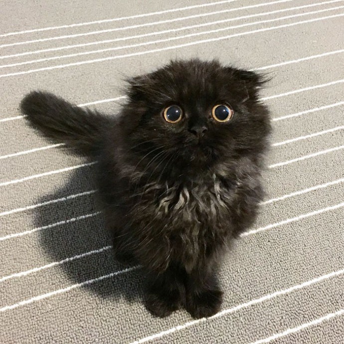 This is Gimo, The Cat With Unbelievably Cute Big Eyes The Internet Has Fallen In Love With