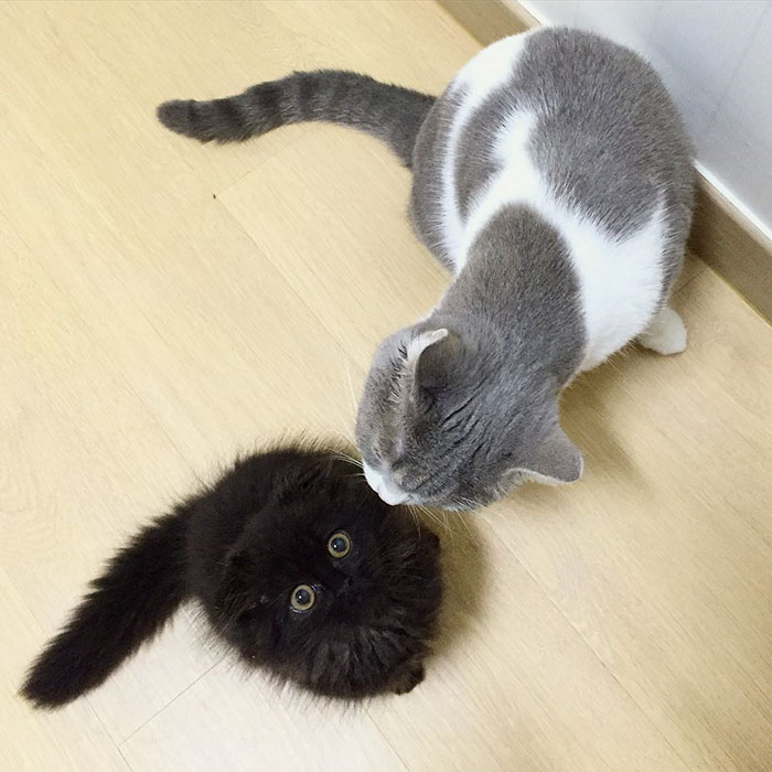 This is Gimo, The Cat With Unbelievably Cute Big Eyes The Internet Has Fallen In Love With