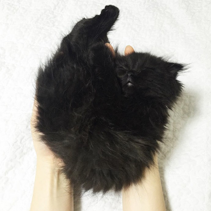 This is Gimo, The Cat With Unbelievably Cute Big Eyes The Internet Has Fallen In Love With