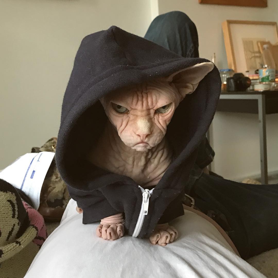 this-is-loki-the-world-s-grumpiest-sphynx-cat-who-looks-like-he-s-judging-your-poor-life-choices-01