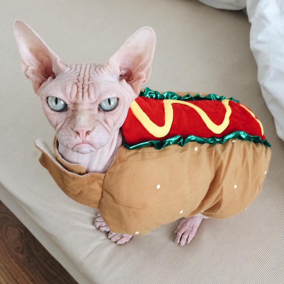 this-is-loki-the-world-s-grumpiest-sphynx-cat-who-looks-like-he-s-judging-your-poor-life-choices-02