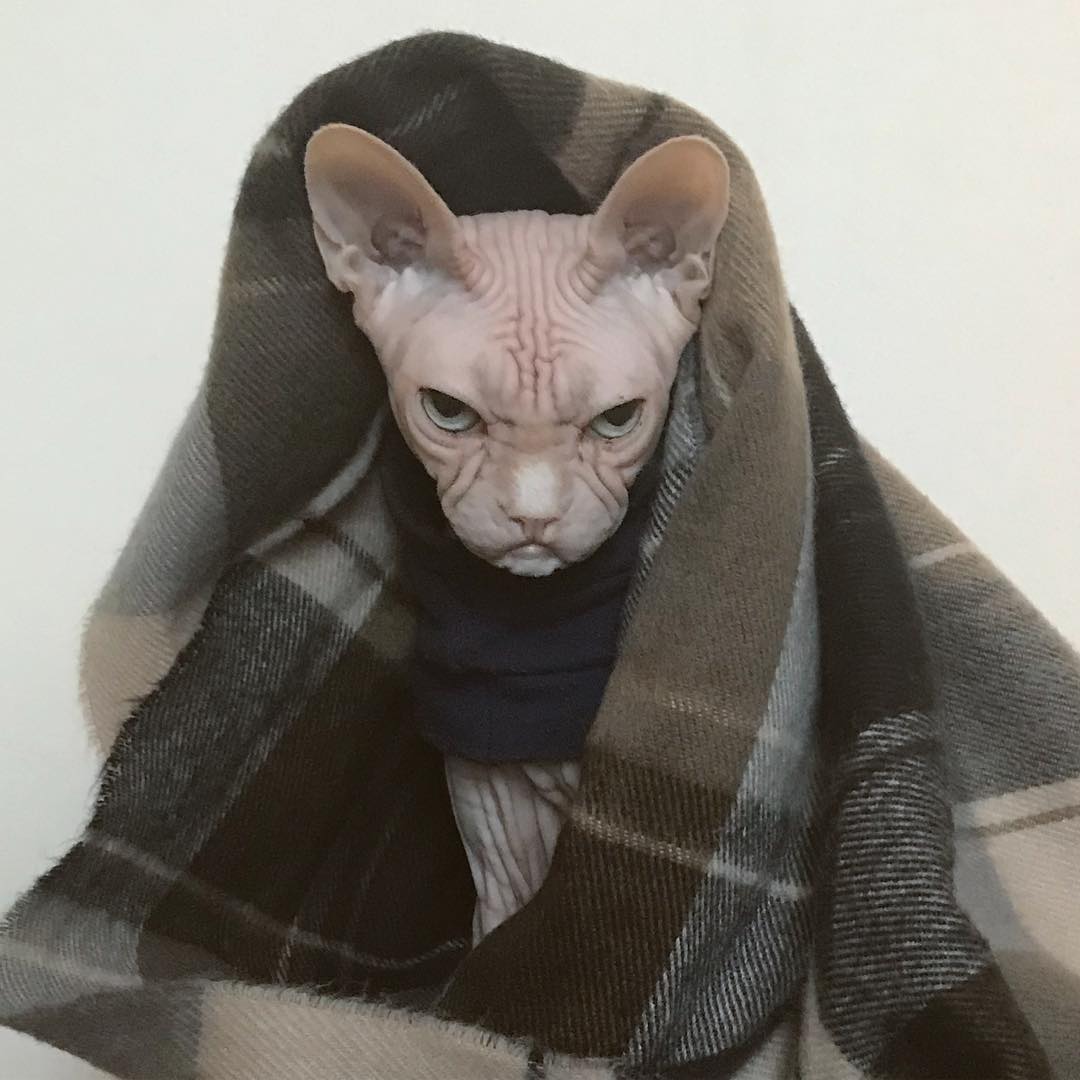 this-is-loki-the-world-s-grumpiest-sphynx-cat-who-looks-like-he-s-judging-your-poor-life-choices-03