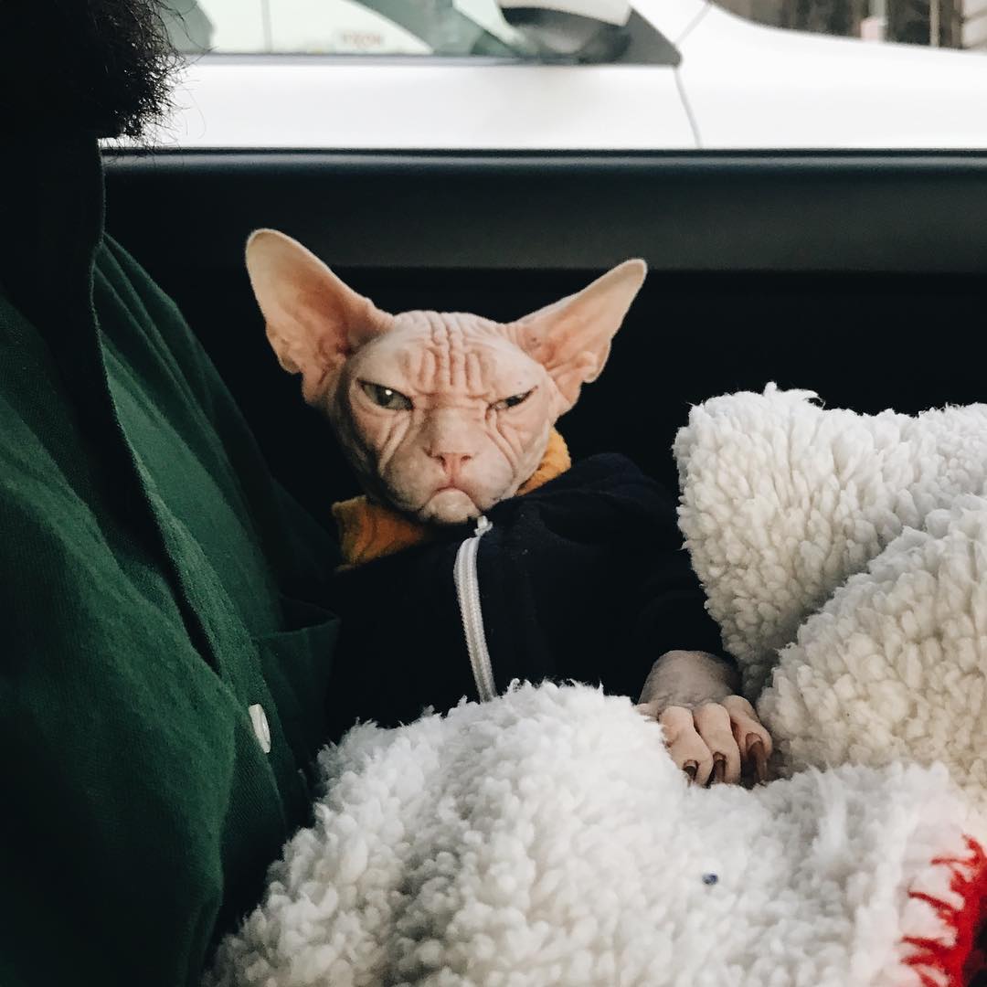 this-is-loki-the-world-s-grumpiest-sphynx-cat-who-looks-like-he-s-judging-your-poor-life-choices-05