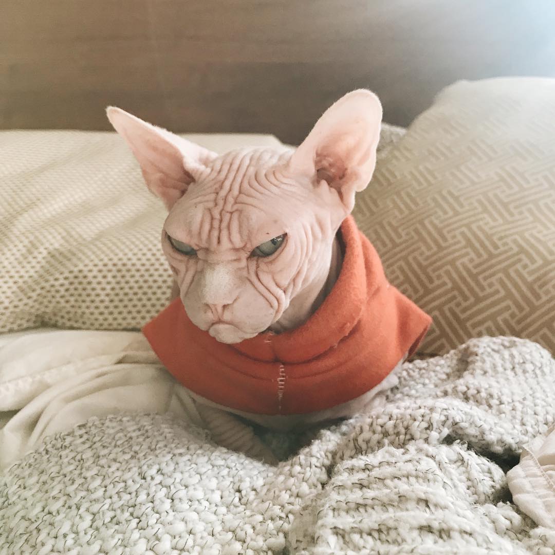 this-is-loki-the-world-s-grumpiest-sphynx-cat-who-looks-like-he-s-judging-your-poor-life-choices-08
