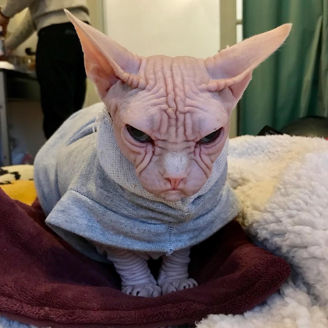 this-is-loki-the-world-s-grumpiest-sphynx-cat-who-looks-like-he-s-judging-your-poor-life-choices-09