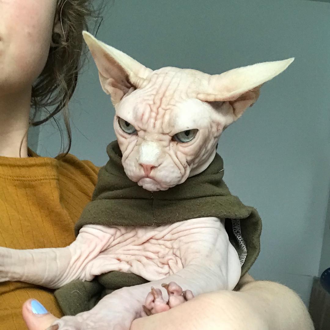 this-is-loki-the-world-s-grumpiest-sphynx-cat-who-looks-like-he-s-judging-your-poor-life-choices-10
