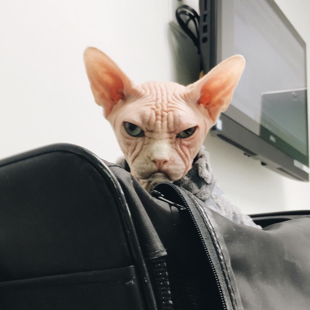 this-is-loki-the-world-s-grumpiest-sphynx-cat-who-looks-like-he-s-judging-your-poor-life-choices-12