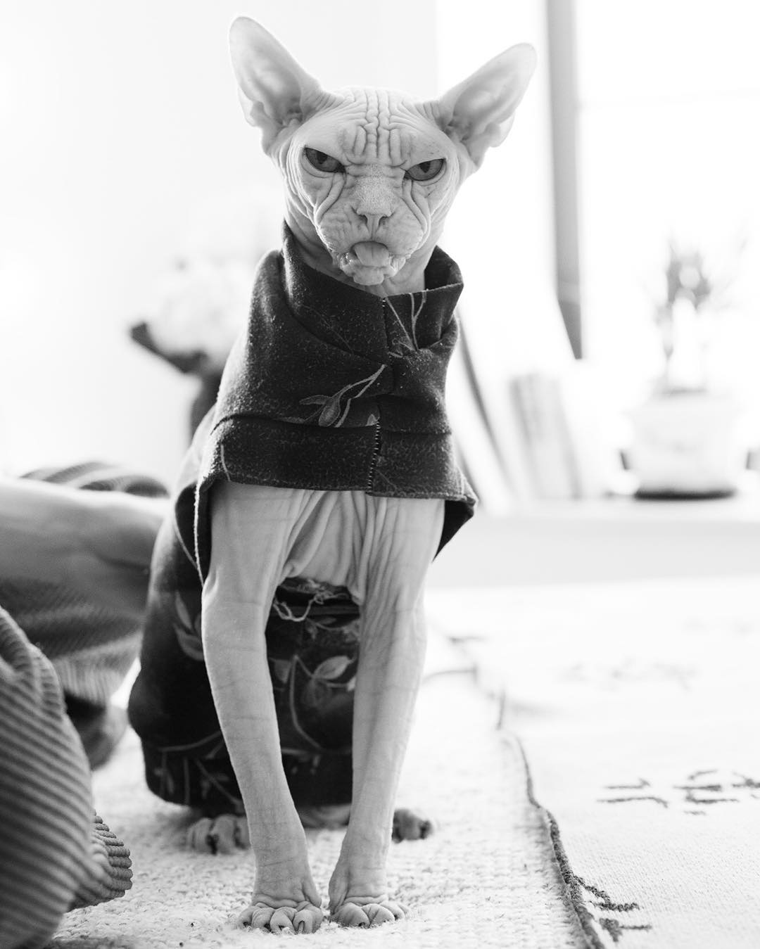 this-is-loki-the-world-s-grumpiest-sphynx-cat-who-looks-like-he-s-judging-your-poor-life-choices-13