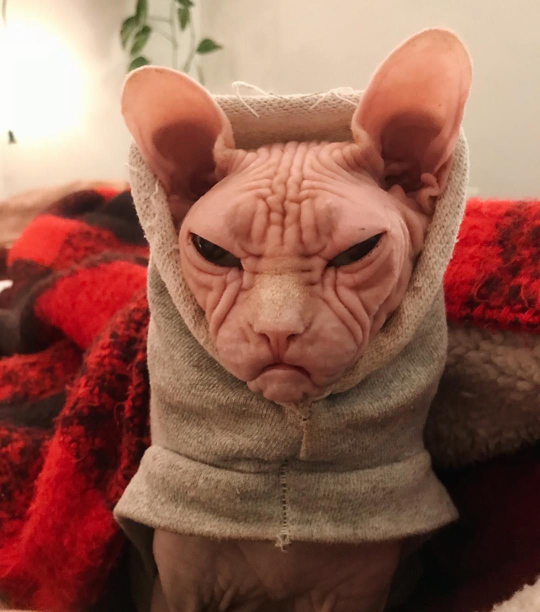 this-is-loki-the-world-s-grumpiest-sphynx-cat-who-looks-like-he-s-judging-your-poor-life-choices-15