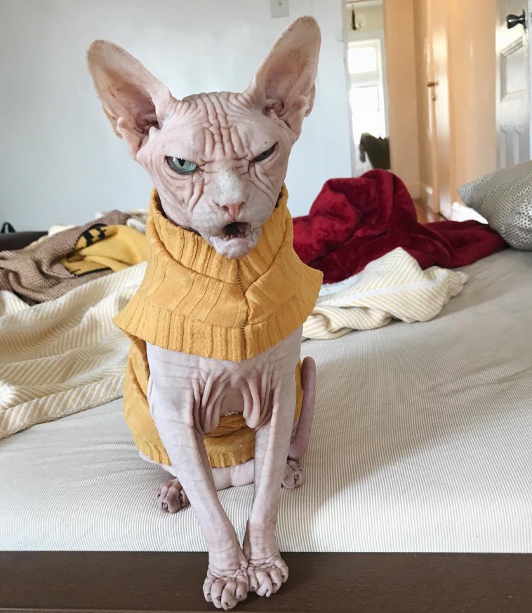 this-is-loki-the-world-s-grumpiest-sphynx-cat-who-looks-like-he-s-judging-your-poor-life-choices-18