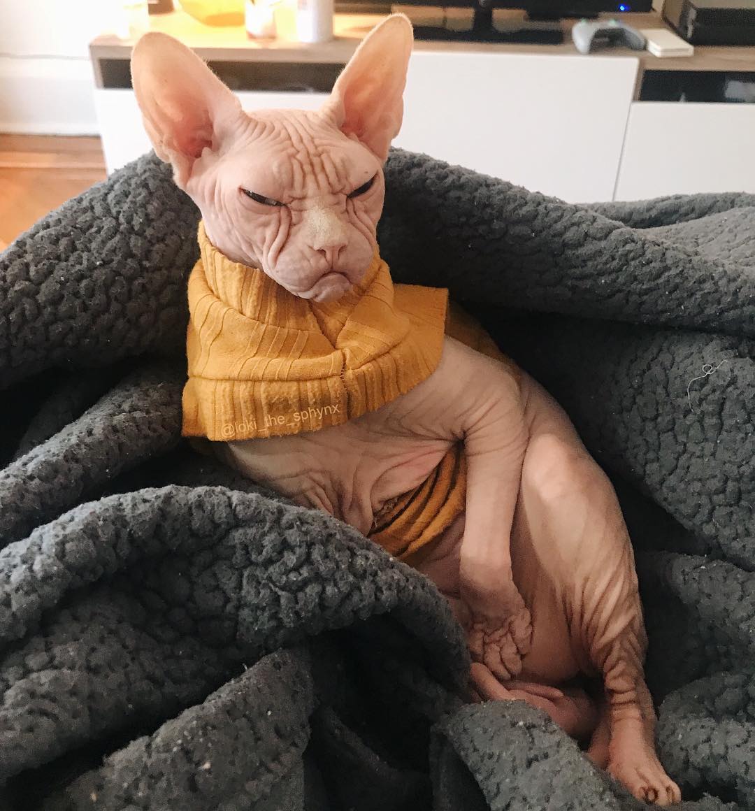 this-is-loki-the-world-s-grumpiest-sphynx-cat-who-looks-like-he-s-judging-your-poor-life-choices-19
