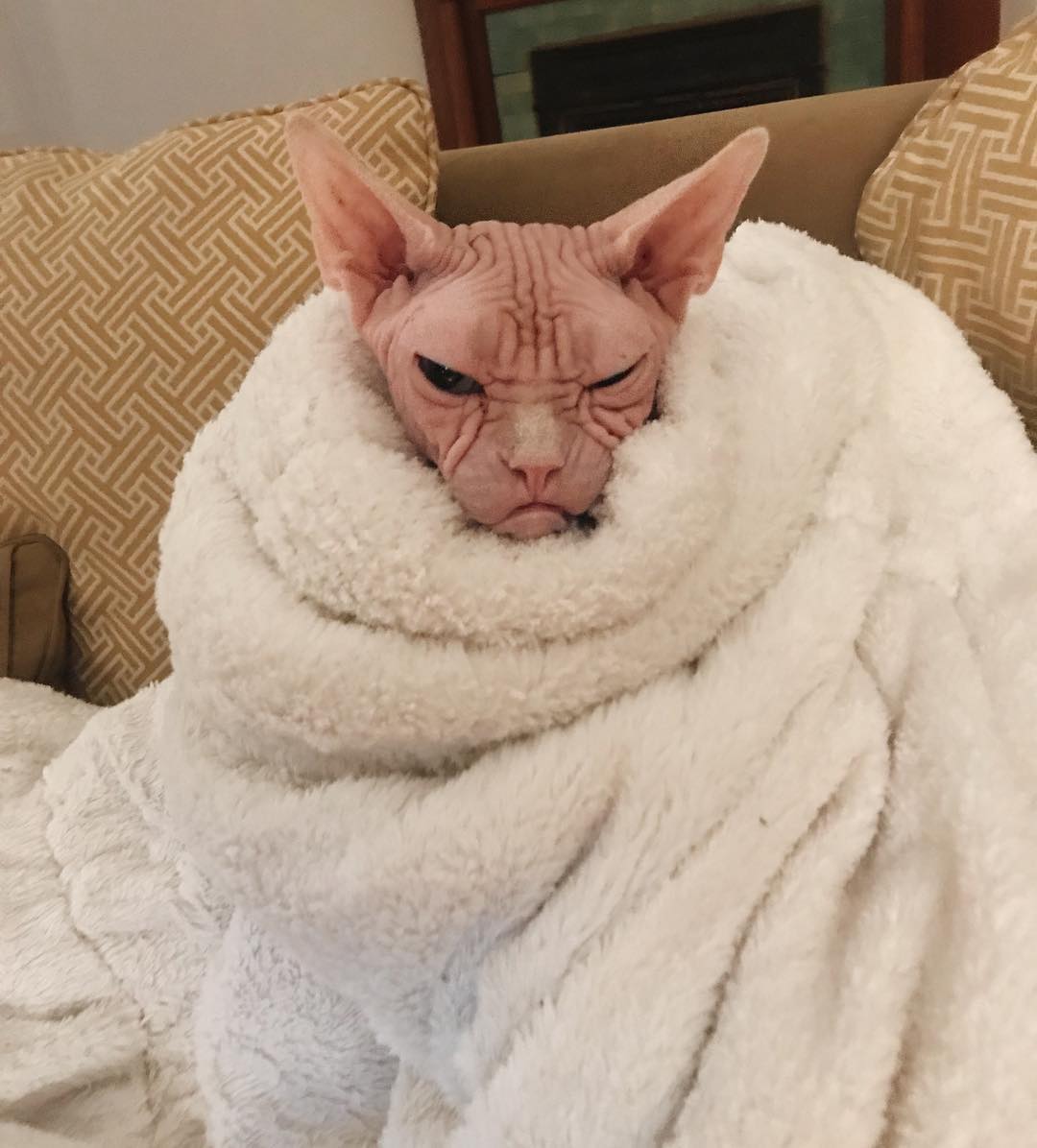 this-is-loki-the-world-s-grumpiest-sphynx-cat-who-looks-like-he-s-judging-your-poor-life-choices-20