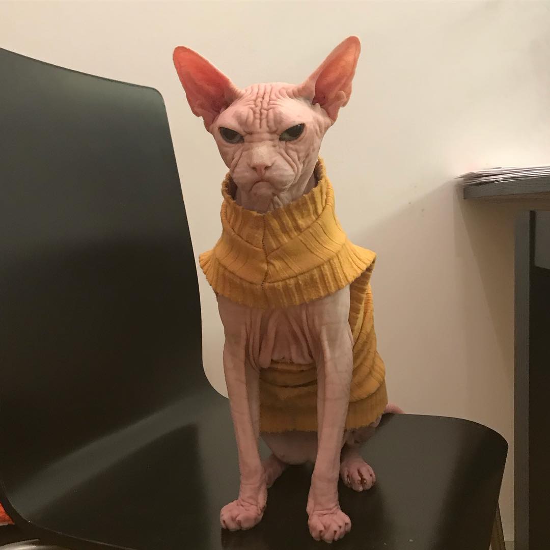 this-is-loki-the-world-s-grumpiest-sphynx-cat-who-looks-like-he-s-judging-your-poor-life-choices-21