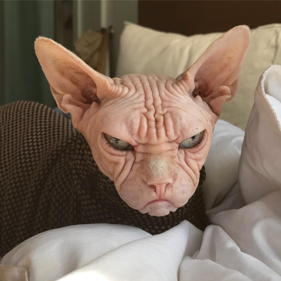 this-is-loki-the-world-s-grumpiest-sphynx-cat-who-looks-like-he-s-judging-your-poor-life-choices-22