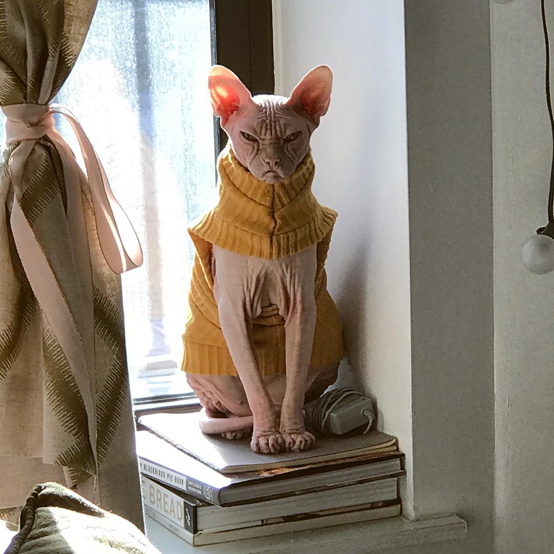 this-is-loki-the-world-s-grumpiest-sphynx-cat-who-looks-like-he-s-judging-your-poor-life-choices-23