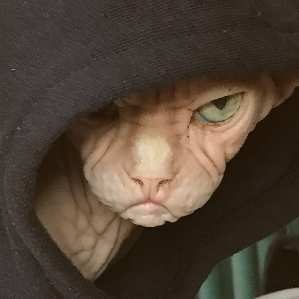 this-is-loki-the-world-s-grumpiest-sphynx-cat-who-looks-like-he-s-judging-your-poor-life-choices-25