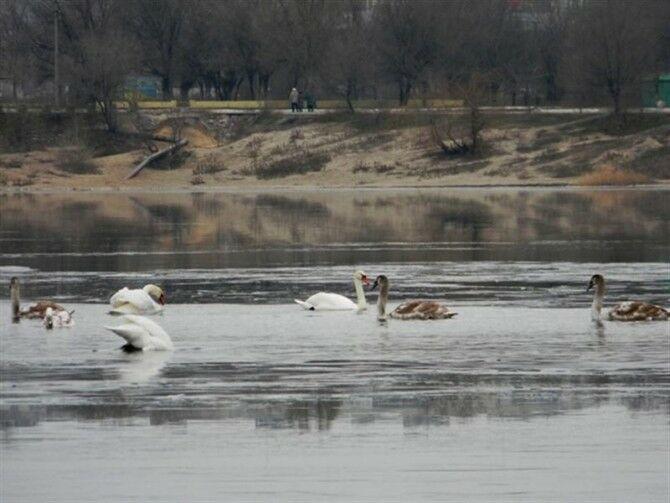 Ято лебеди изгубили надежда замръзваха в езерото, но една смела жена успява да ги спаси