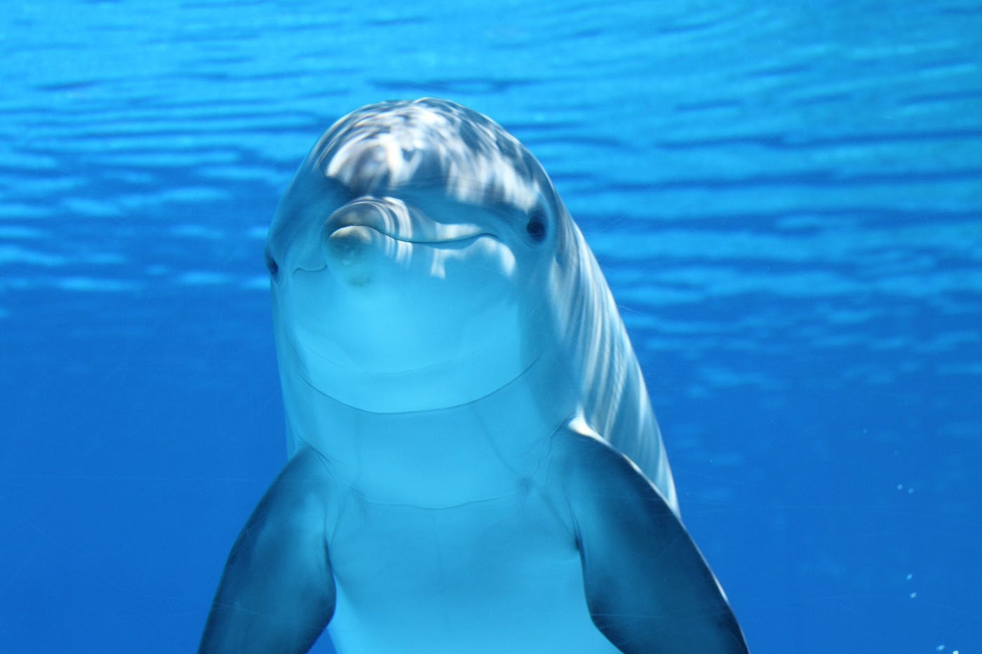 Dolphin Therapy for Pregnant Women | by Hogan Torah | MuddyUm