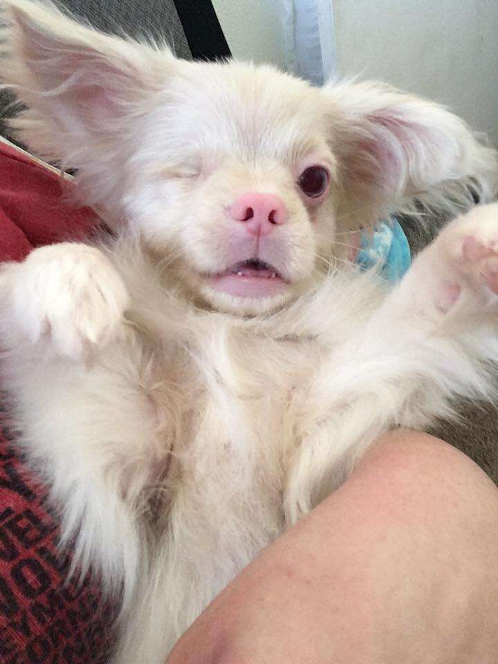 Albino Dog Rescued From Backyard Breeder Wears Goggles - The Dodo