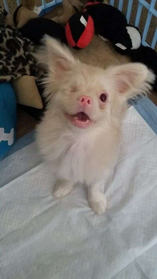 Albino Dog Rescued From Backyard Breeder Wears Goggles - The Dodo