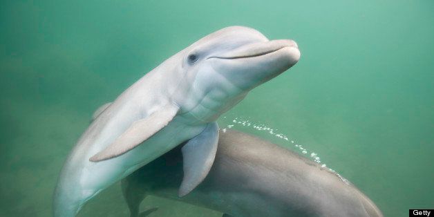 Dolphins May Detect Pregnancy In Women Using Echolocation, Some Researchers Say | HuffPost Impact